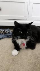 Lost Female Cat last seen Brundisi way and Herriman Main Street, Herriman, UT 84096