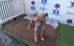 Shelter Stray Male Dog last seen , 2769 Conroy Rd, Orlando, FL 32839, USA