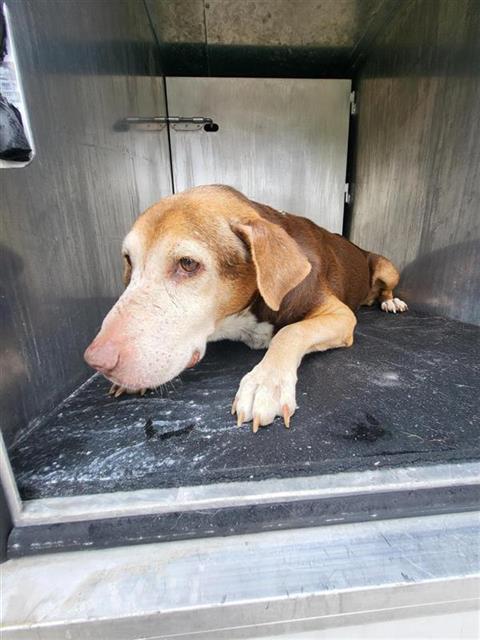 Shelter Stray Male Dog last seen Near BLOCK STIRRUP, 4710 TX-151, San Antonio, TX 78227, USA