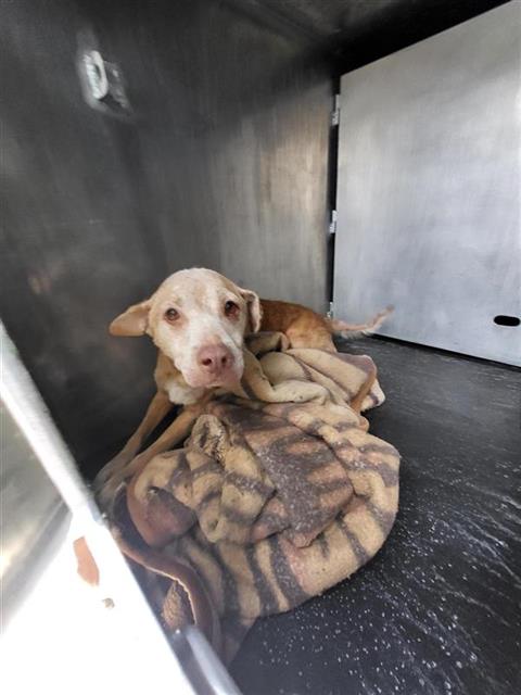 Shelter Stray Male Dog last seen Near BLOCK STIRRUP, 4710 TX-151, San Antonio, TX 78227, USA