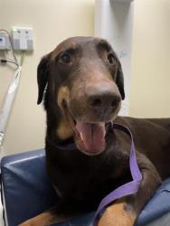 Shelter Stray Male Dog last seen Near BLOCK ORANGE PL, HEMET, CA, 581 S Grand Ave, San Jacinto, CA 92582, USA