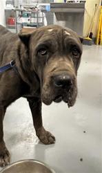 Shelter Stray Female Dog last seen Near BLOCK THEODORE ST MORENO VALLEY CA 92555, 581 S Grand Ave, San Jacinto, CA 92582, USA