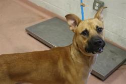 Shelter Stray Male Dog last seen Near BLOCK CYRPESS ST, 127 Humane Ln, Columbia, SC 29201, USA