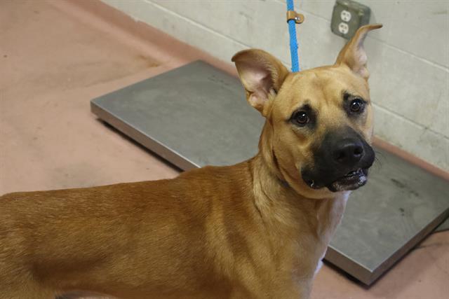 Shelter Stray Male Dog last seen Near BLOCK CYRPESS ST, 127 Humane Ln, Columbia, SC 29201, USA