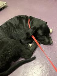 Shelter Stray Male Dog last seen Near BLK W BROADWAY, LONG BEACH, CA 90802, 7700 E Spring St, Long Beach, CA 90815, USA