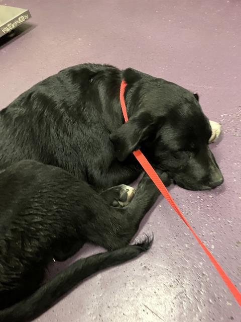 Shelter Stray Male Dog last seen Near BLK W BROADWAY, LONG BEACH, CA 90802, 7700 E Spring St, Long Beach, CA 90815, USA