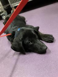 Shelter Stray Male Dog last seen Near BLK W BROADWAY, LONG BEACH, CA 90802, 7700 E Spring St, Long Beach, CA 90815, USA