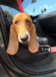 Shelter Stray Male Dog last seen Near BLOCK BLCK N STUDEBAKER RD, LONG BEACH, CA 90808, 7700 E Spring St, Long Beach, CA 90815, USA