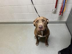 Shelter Stray Male Dog last seen Near BLOCK N UNION BLVD, COLORADO SPRINGS CO 80909, 610 Abbot Ln, Colorado Springs, CO 80905, USA
