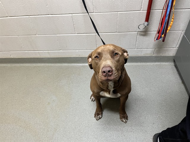 Shelter Stray Male Dog last seen Near BLOCK N UNION BLVD, COLORADO SPRINGS CO 80909, 610 Abbot Ln, Colorado Springs, CO 80905, USA
