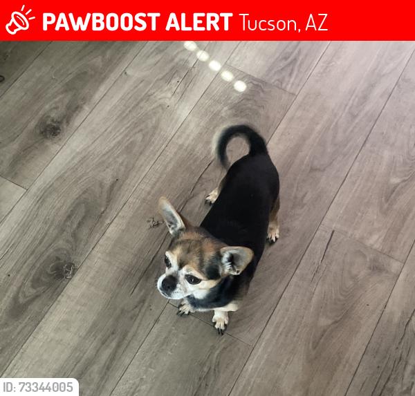 Lost Male Dog last seen s mission rd, Tucson, AZ 85746