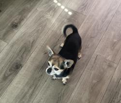 Lost Male Dog last seen s mission rd, Tucson, AZ 85746