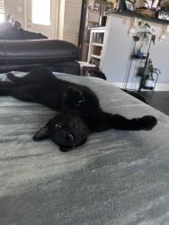 Found/Stray Male Cat last seen BJ’s Brewhouse, Tyler, TX 75701