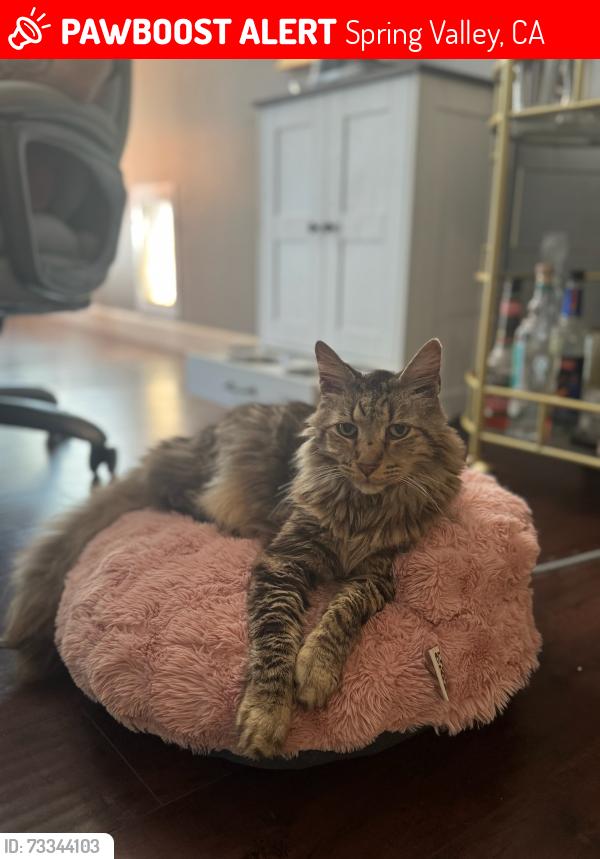 Lost Male Cat last seen Kurdson Way, Spring valley park, Spring Valley, CA 91977