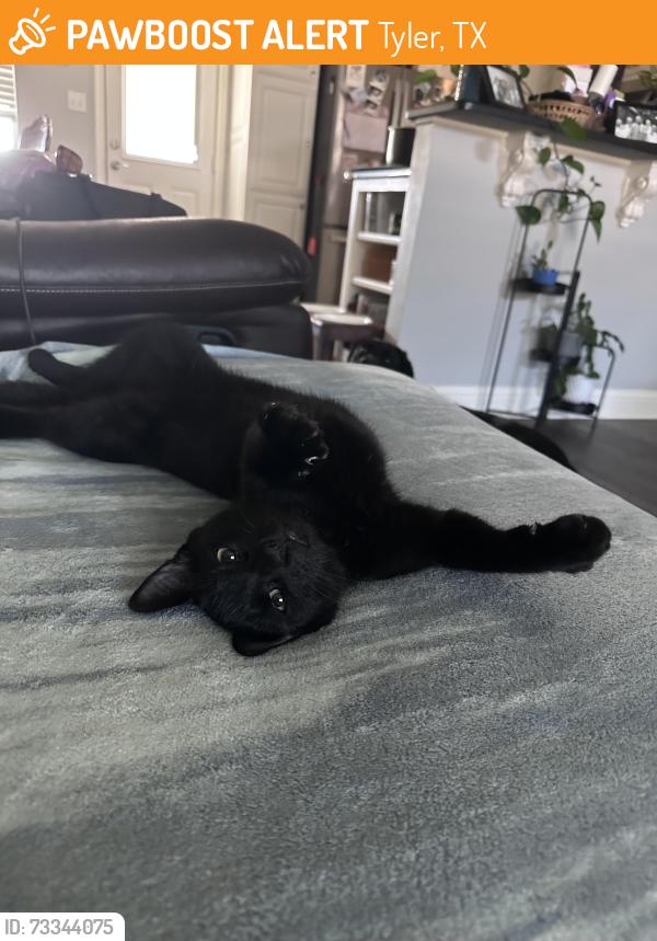 Found/Stray Male Cat last seen BJ’s Brewhouse, Tyler, TX 75701