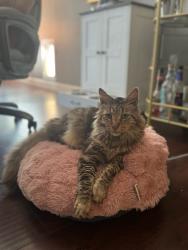 Lost Male Cat last seen Kurdson Way, Spring valley park, Spring Valley, CA 91977