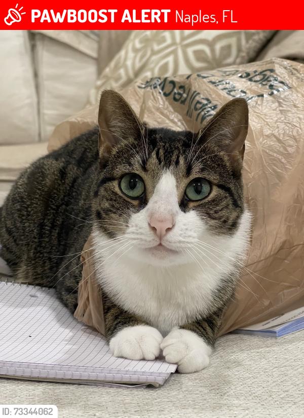 Lost Female Cat last seen Logan and Valewood, Naples, FL 34119