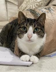 Lost Female Cat last seen Logan and Valewood, Naples, FL 34119