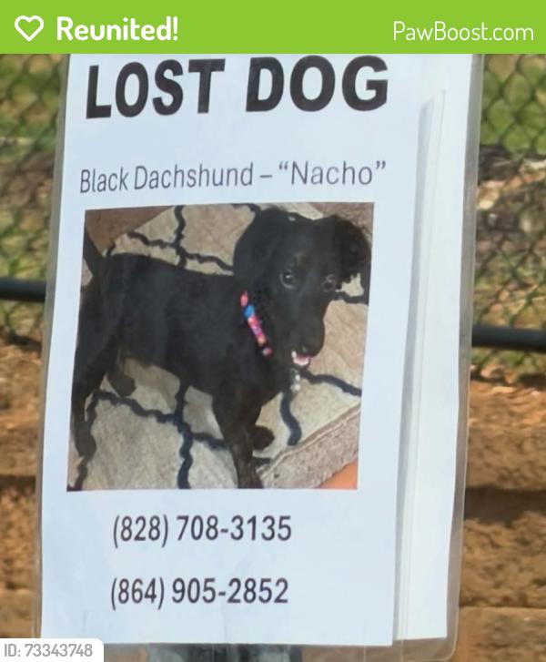 Reunited Male Dog last seen Suber road and Buncombe Road near Kohls., Greer, SC 29651
