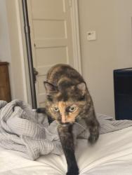 Lost Female Cat last seen Connecticut Ave nw, Washington, DC 20008