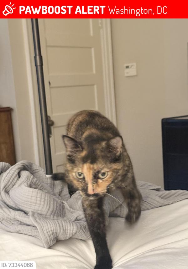 Lost Female Cat last seen Connecticut Ave nw, Washington, DC 20008