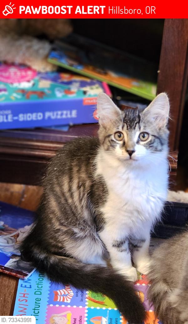 Lost Female Cat last seen NE Meadow Ct- NE Azalea- NE 28th Ave, Hillsboro, OR 97124