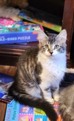 Lost Female Cat last seen NE Meadow Ct- NE Azalea- NE 28th Ave, Hillsboro, OR 97124