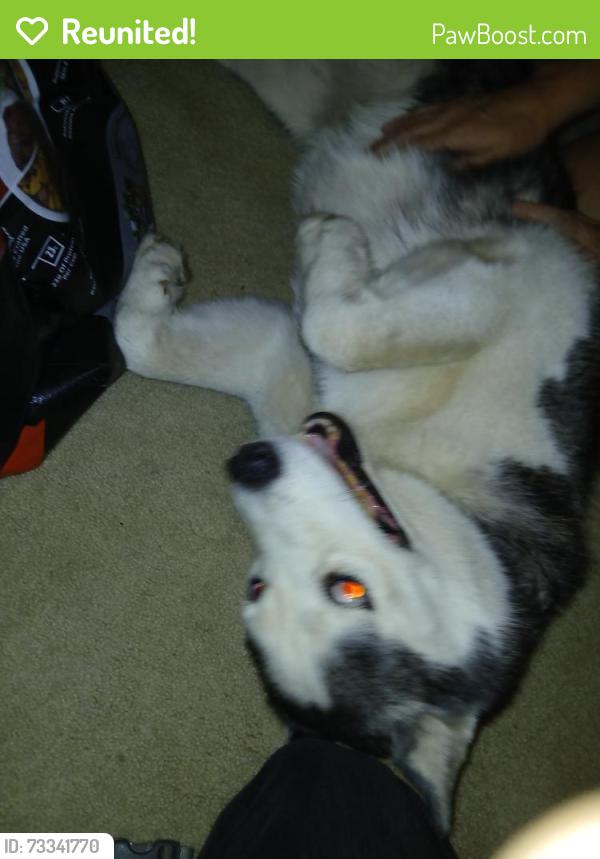 Reunited Female Dog last seen Briddlepath, Fontana, CA 92336