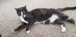 Reunited Female Cat last seen Horsetail Loop Highpoint Trail, Elizabeth, CO 80107