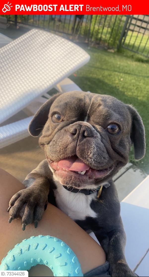 Lost Male Dog last seen Near south hanely road, Brentwood, MO 63144