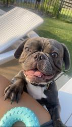Lost Male Dog last seen Near south hanely road, Brentwood, MO 63144
