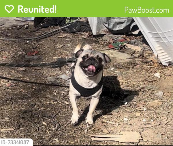 Reunited Male Dog last seen Oakley Ave on Truman road and E 16th St, Kansas City, MO 64127