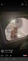 Lost Male Cat last seen Nichols Farm Market, Kings County, NS B0P 1E0