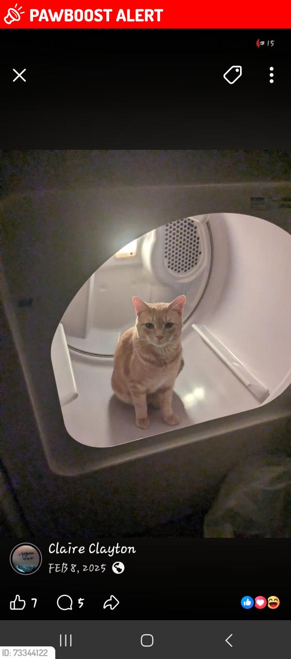 Lost Male Cat last seen Nichols Farm Market, Kings County, NS B0P 1E0