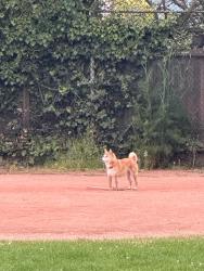 Lost Female Dog last seen Ohlone Park, Berkeley, CA 94703