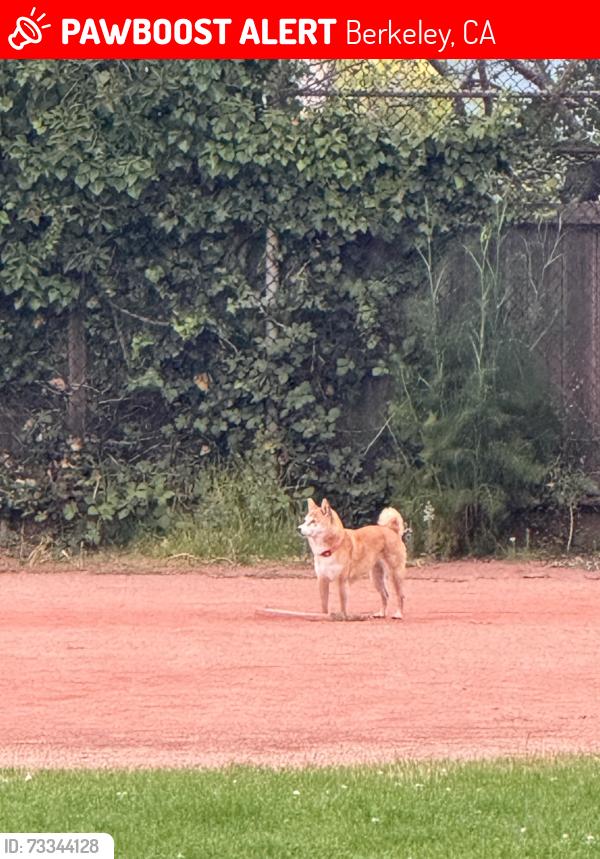 Lost Female Dog last seen Ohlone Park, Berkeley, CA 94703