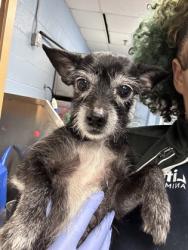 Shelter Stray Male Dog last seen Near Durham Park Rd, Stone Mountain, GA 30083, 30083, GA, 3280 Chamblee Dunwoody Rd, Chamblee, GA 30341, USA