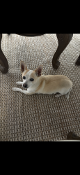 Lost Male Dog last seen Chevalier Ave, Baldwin Park, CA 91706