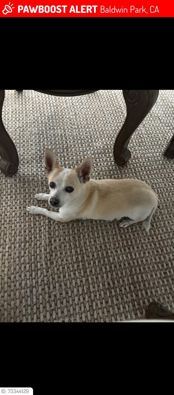 Lost Male Dog last seen Chevalier Ave, Baldwin Park, CA 91706