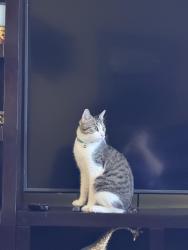 Lost Male Cat last seen Glenwood and Avondale st Port St. Lucie, Port St. Lucie, FL 34984
