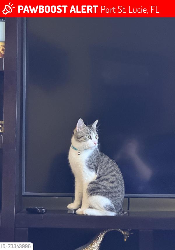 Lost Male Cat last seen Glenwood and Avondale st Port St. Lucie, Port St. Lucie, FL 34984