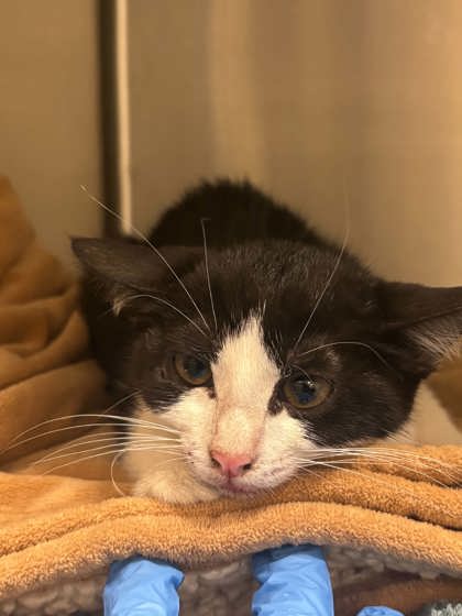 Shelter Stray Female Cat last seen loop 281 and i20, Longview, City of, TX, 303 H G Mosley Pkwy, Longview, TX 75604, USA