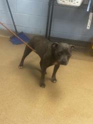 Shelter Stray Female Dog last seen , , GA, 3280 Chamblee Dunwoody Rd, Chamblee, GA 30341, USA
