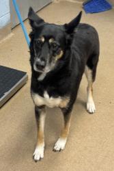 Shelter Stray Female Dog last seen Near Van Fleet Circle Doraville, 30360,, 30360, GA, 3280 Chamblee Dunwoody Rd, Chamblee, GA 30341, USA