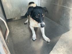 Shelter Stray Male Dog last seen Near Trailwood Terrace, Caddo Parish, LA, 1500 Monty St, Shreveport, LA 71107, USA
