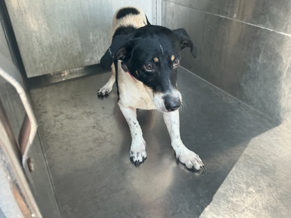 Shelter Stray Male Dog last seen Near Trailwood Terrace, Caddo Parish, LA, 1500 Monty St, Shreveport, LA 71107, USA