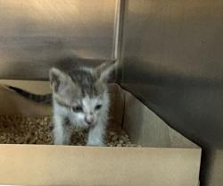 Shelter Stray Male Cat last seen E Cavett, Caddo Parish, LA, 1500 Monty St, Shreveport, LA 71107, USA