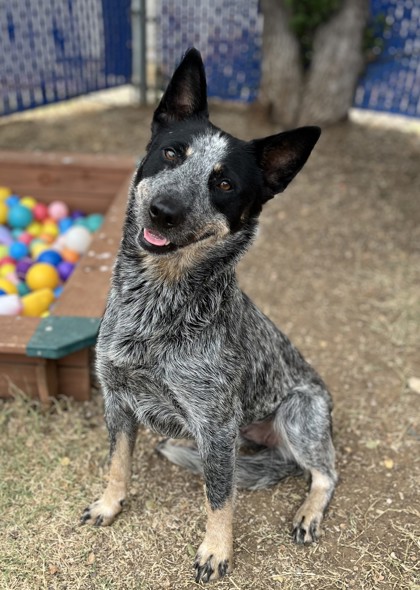 Shelter Stray Female Dog last seen , Outside Jurisdiction - Return, TX, 355 Hillshire Dr, Haslet, TX 76052, USA