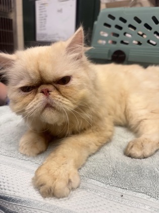 Shelter Stray Male Cat last seen Erling Ave & Terminal Drive, Mc Farland, Village of, WI, 5132 Voges Rd, Madison, WI 53718, USA