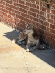 Found/Stray Female Dog last seen Sunset and Alta, Beverly Hills, CA 90212